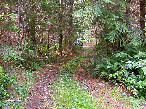 dirt road at first field site, Upper Wynoochee Valley, Grays Harbor County, Washington