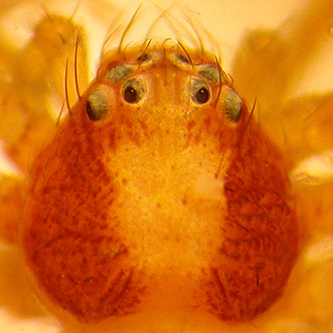 crab spider Philodromus rufus carapace from second field site, Upper Wynoochee Valley, Grays Harbor County, Washington