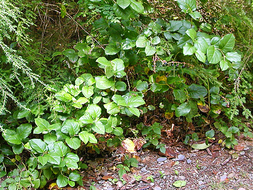 salal foliage, first field site, Upper Wynoochee Valley, Grays Harbor County, Washington