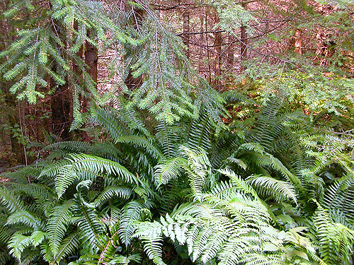 sword fern in shade, first field site, Upper Wynoochee Valley, Grays Harbor County, Washington