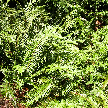 sword fern in sun, first field site, Upper Wynoochee Valley, Grays Harbor County, Washington