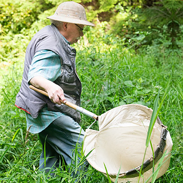 Rod Crawford sweeping grassy glade, first field site, Upper Wynoochee Valley, Grays Harbor County, Washington