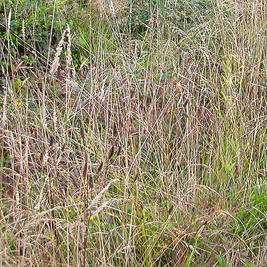 tall grass on roadside, second field site, Upper Wynoochee Valley, Grays Harbor County, Washington