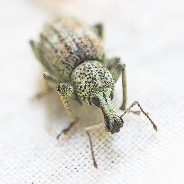 green weevil from first field site, Upper Wynoochee Valley, Grays Harbor County, Washington