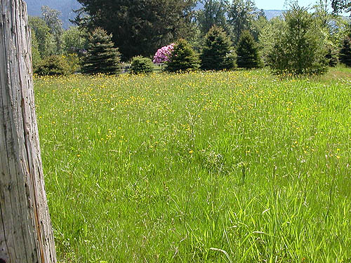field next to Van Zandt Cemetery west of Van Zandt, Whatcom County, Washington
