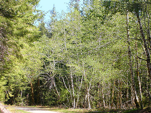 alder Alnus rubra woodland, Vance Creek headwaters, Mason County, Washington