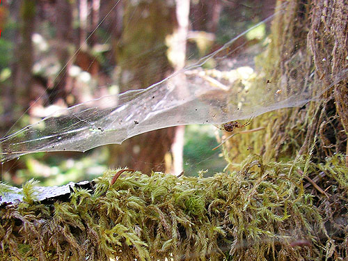 web of linyphiid spider Neriene digna, Vance Creek headwaters, Mason County, Washington