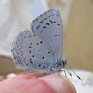butterfly Celastrina echo on Laurel Ramseyer's finger, Vance Creek headwaters, Mason County, Washington