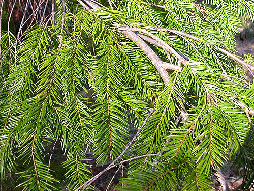 fir foliage, Vance Creek headwaters, Mason County, Washington