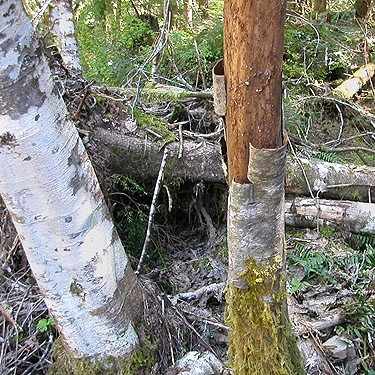 living and dead alder trunks, Vance Creek headwaters, Mason County, Washington