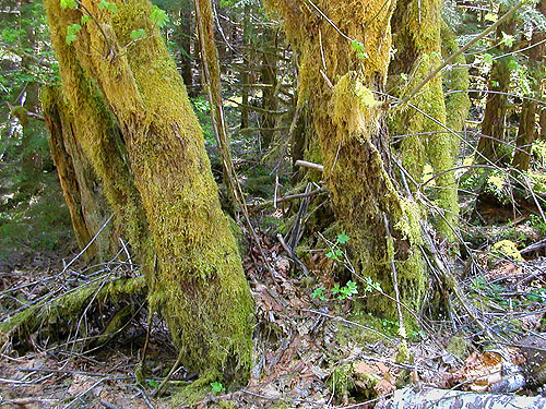 bigleaf maple tree, Vance Creek headwaters, Mason County, Washington