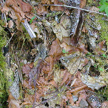 maple leaf litter, Vance Creek headwaters, Mason County, Washington