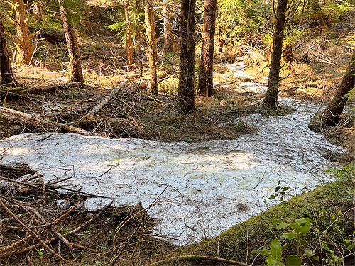 remnant snow in deep ravine, Vance Creek headwaters, Mason County, Washington