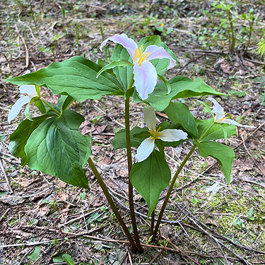 Trillium ovatum on forest floor, Vance Creek headwaters, Mason County, Washington
