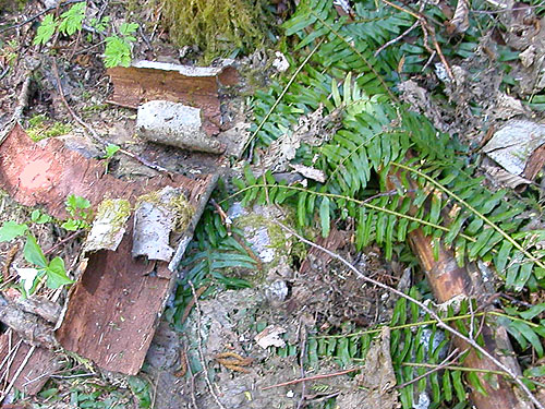 fallen alder bark, Vance Creek headwaters, Mason County, Washington