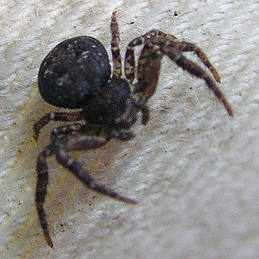 crab spider Bassaniana utahensis from fir cones, Van Zandt Cemetery west of Van Zandt, Whatcom County, Washington