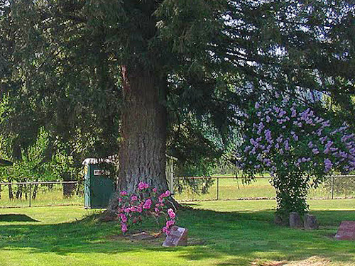 big planted conifer, Van Zandt Cemetery west of Van Zandt, Whatcom County, Washington