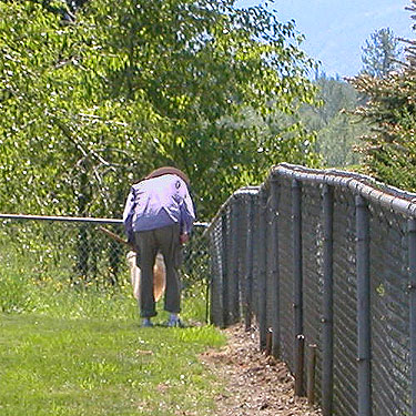 Laurel Ramseyer collecting spiders from fence, Van Zandt Cemetery west of Van Zandt, Whatcom County, Washington