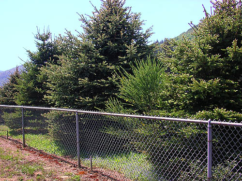 planted spruces along west edge of Van Zandt Cemetery west of Van Zandt, Whatcom County, Washington
