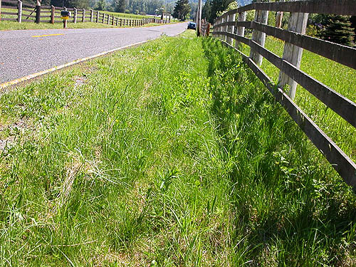 grassy roadside verge, Van Zandt Cemetery west of Van Zandt, Whatcom County, Washington