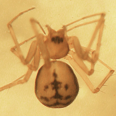 spider Bathyphantes brevipes from marsh leaf litter near Vesta, Washington
