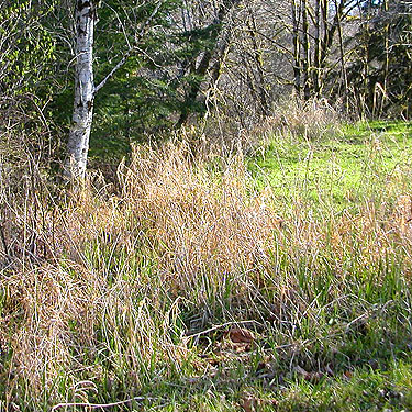 riparian meadow by North River near Vesta, Washington