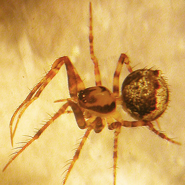 juvenile spider Ero canionis from fern understory near Vesta, Washington