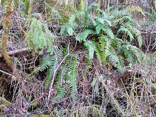 sword fern understory near Vesta, Washington