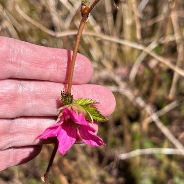salmonberry flower, Vesta, Washington