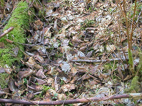alder-cottonwood leaf litter in marsh near Vesta, Washington