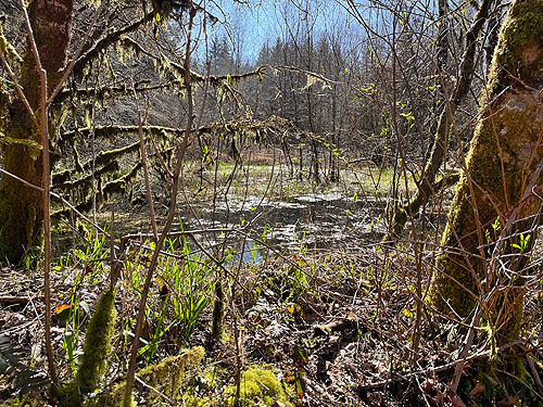 marsh by beaver pond near Vesta, Washington
