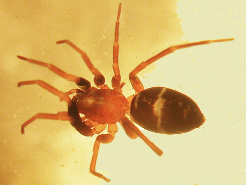 female spider Micaria pulicaria from marsh near Vesta, Washington