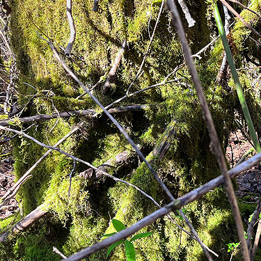 moss on trees at marsh near Vesta, Washington