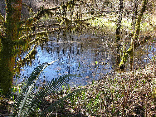 beaver pond near Vesta, Washington