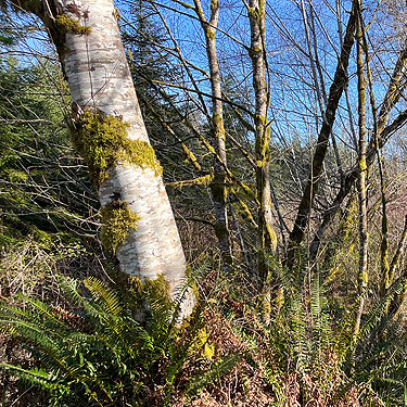 alder trunk with moss, near Vesta, Washington