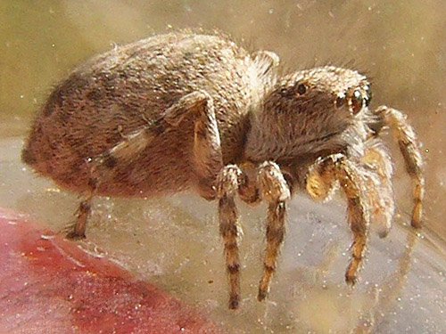 jumping spider Attulus ammophilus from Winchester Rest Area on I-90, Grant County, Washington