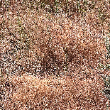 cheat grass Bromus tectorum, Winchester Lake, Grant County, Washington