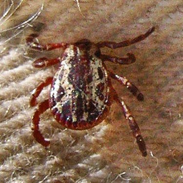 male tick Dermacentor variabilis swept at Winchester Lake, Grant County, Washington