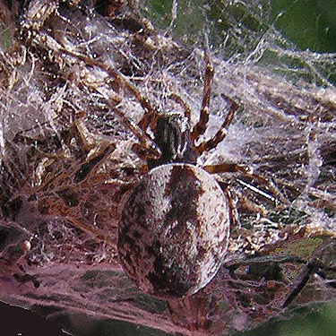 Dictyna coloradensis, Winchester Lake, Grant County, Washington