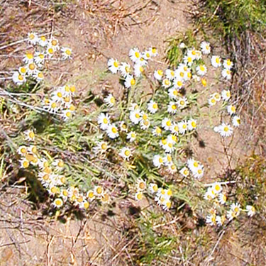 flowers, Winchester Lake, Grant County, Washington