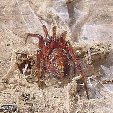 spider Steatoda fulva under wood, Winchester Lake, Grant County, Washington