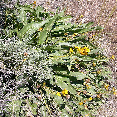 balsamroot plant, Winchester Lake, Grant County, Washington