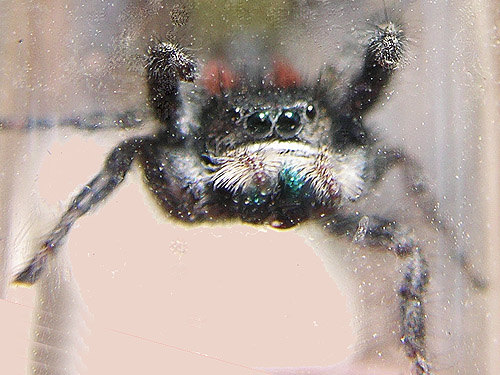 female jumping spider Phidippus johnsonii, Winchester Lake, Grant County, Washington