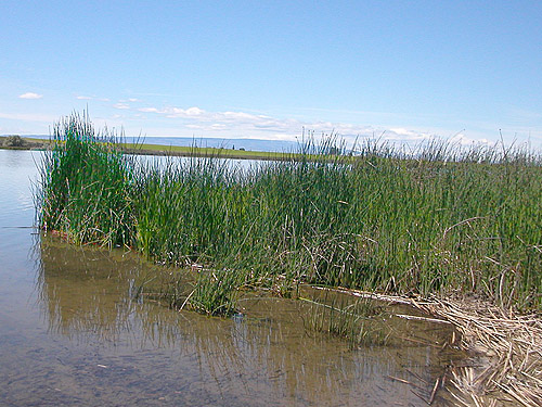 marsh habitat on shore of Winchester Lake, Grant County, Washington