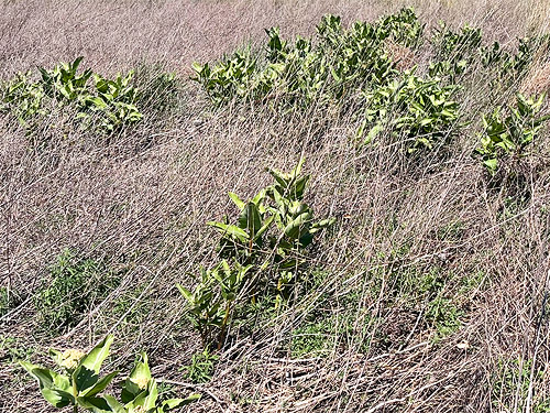 milkweed stand Asclepias speciosus, Winchester Lake, Grant County, Washington