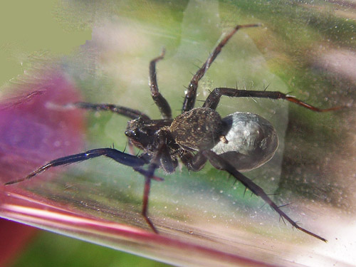 wolf spider Pardosa moesta with egg sac, Winchester Lake, Grant County, Washington