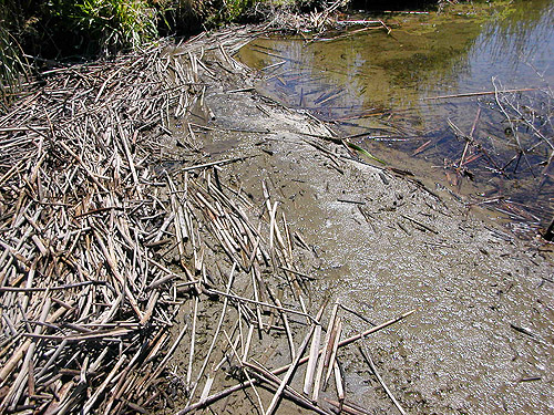 mudy shore of Winchester Lake, Grant County, Washington