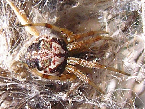 juvenile Neoscona orbweaver, Winchester Lake, Grant County, Washington