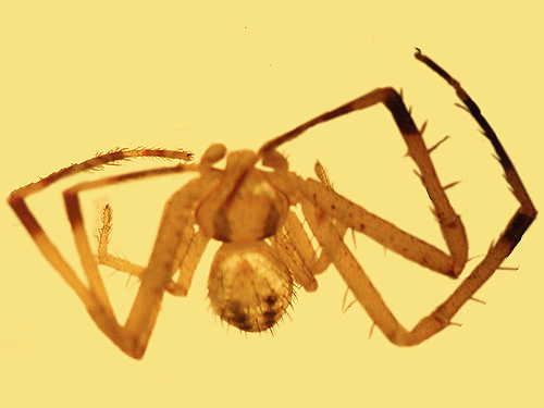 crab spider Misumenops celer from sagebrush, Winchester Lake, Grant County, Washington