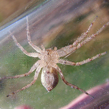 unknown female Philodromus from meadow, Winchester Lake, Grant County, Washington